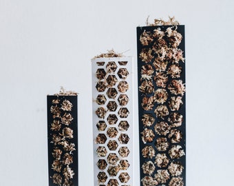 Mât extensible en mousse en forme de D pour plantes d'intérieur grimpantes Monstera, Philodendron, pothos et plantes d'intérieur grimpantes dans un kit de jardinage d'intérieur DIY