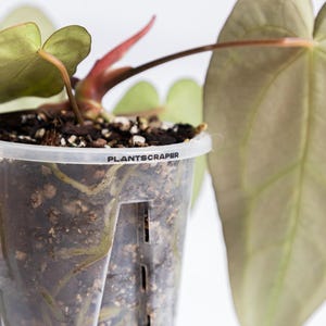 Transparenter belüfteter Aroid-Topf aus ungiftigem Kunststoff für exotische Zimmerpflanzen. Verbesserte Luftzirkulation und Drainage, ideal für Aroide