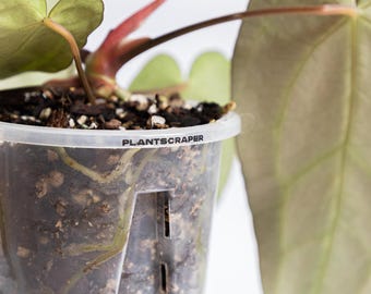 Transparent Ventilated Aroid Pot made of Non-Toxic Plastic for Exotic Houseplants. Enhanced Airflow & Drainage, ideal for aroids