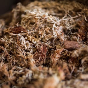 Peut inclure: Gros plan sur de la mousse de sphaigne s&eacute;ch&eacute;e, de couleur brun clair et beige, avec une texture fibreuse. L'image r&eacute;v&egrave;le les d&eacute;tails de la mousse, avec des brins visibles et de petits morceaux d'&eacute;corce.