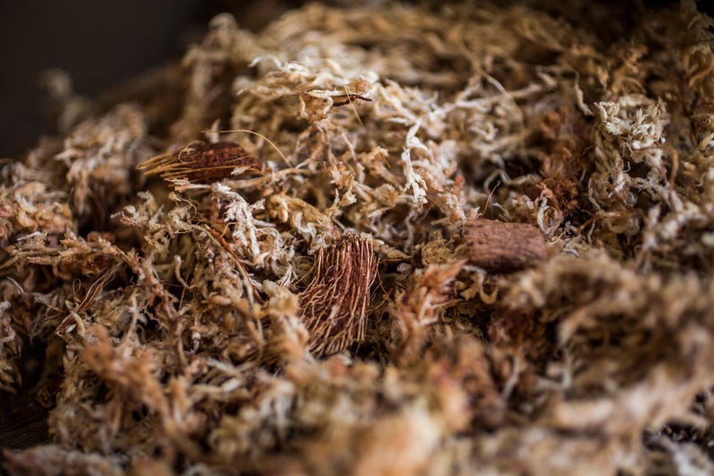 Peut inclure: Gros plan sur de la mousse de sphaigne s&eacute;ch&eacute;e, de couleur brun clair et beige, avec une texture fibreuse. L'image r&eacute;v&egrave;le les d&eacute;tails de la mousse, avec des brins visibles et de petits morceaux d'&eacute;corce.