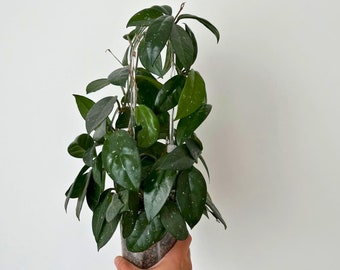 Minimalistic Clear Arch Trellis for Climbing Plants | Hoya Plant Support | Durable Acrylic