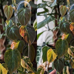 Minimalistic Clear Arch Trellis for Climbing Plants | Hoya Plant Support | Durable Acrylic
