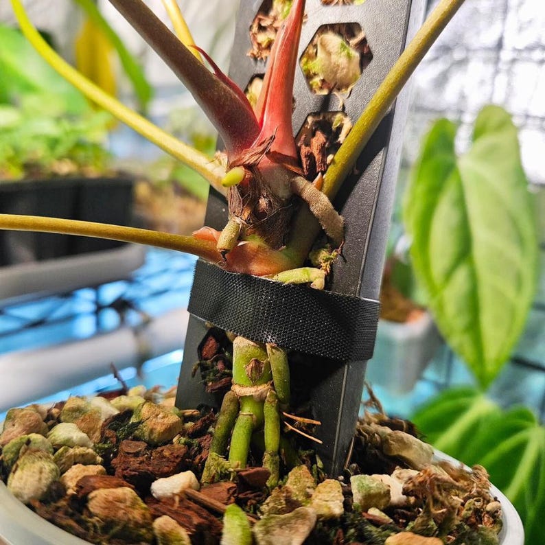 Mélange de mousse, de sphaigne, d'écorce de pin, de copeaux de coco et d'engrais organique pour plantes aroïdes ou grimpantes, substrat de rempotage aéré 8,5 L image 3