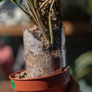Op de afbeelding: Een kamerplant in een bruine plastic pot met groene bladeren en roodachtige stelen. De plant wordt ondersteund door een mosstok en een transparante plastic steun. Een groen prijskaartje is zichtbaar op de pot.