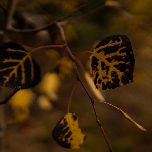 Aspen Leaf