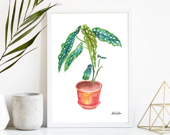 Begonia Maculata Plant Painting, Printed on 100% Cotton Rag Textured Watercolor paper, printed with eco-friendly ink B021