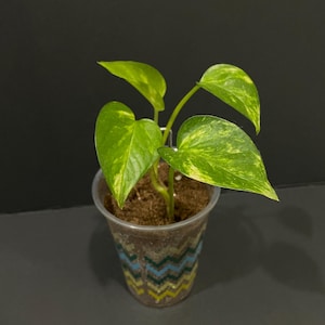 Golden Pothos -Hawaiian Giant 4 leaf Starter