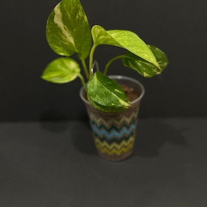 Golden Pothos - Hawaiian Giant 6 leaf Starter