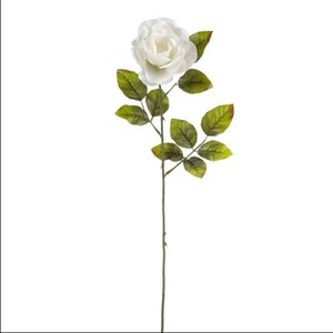 White Holland Rose