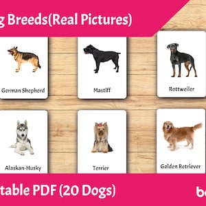 Razas de perros (imágenes reales) • Tarjetas Montessori editables • Tarjetas didácticas para niños pequeños imprimibles en PDF • Tarjetas de nomenclatura de 3 partes • Material educativo