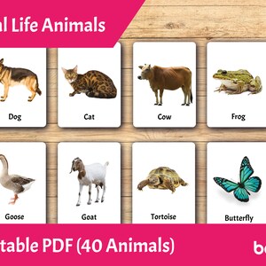 Cartes Montessori modifiables • Cartes flash pour tout-petits imprimables en PDF • Cartes de nomenclature en 3 parties (plusieurs formats inclus dans le même produit.)