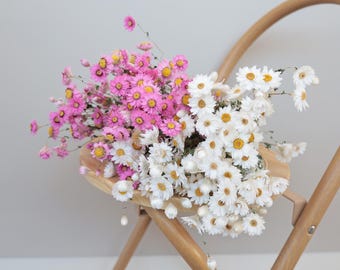 Naturliga torkade prästkragar, vita + rosa krysantemum, bohemisk bröllopsprästkragedekoration, blomsterkonst för hemmet