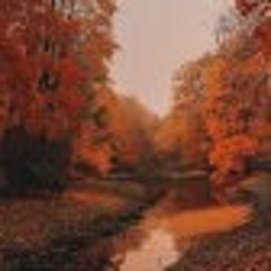 Op de afbeelding: Een kronkelende beek stroomt door een bos met levendige herfstkleuren. De bomen zijn een mix van rood, oranje en geel, wat een schilderachtig herfsttafereel creëert.