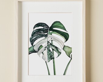 Monstera Variegata - Art Print
