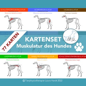 77 Hunde Muskelkarten zum lernen für angehende Hundephysiotherapeuten, Tiermedizinische Fachangestellte und Tiermedizin Studenten.