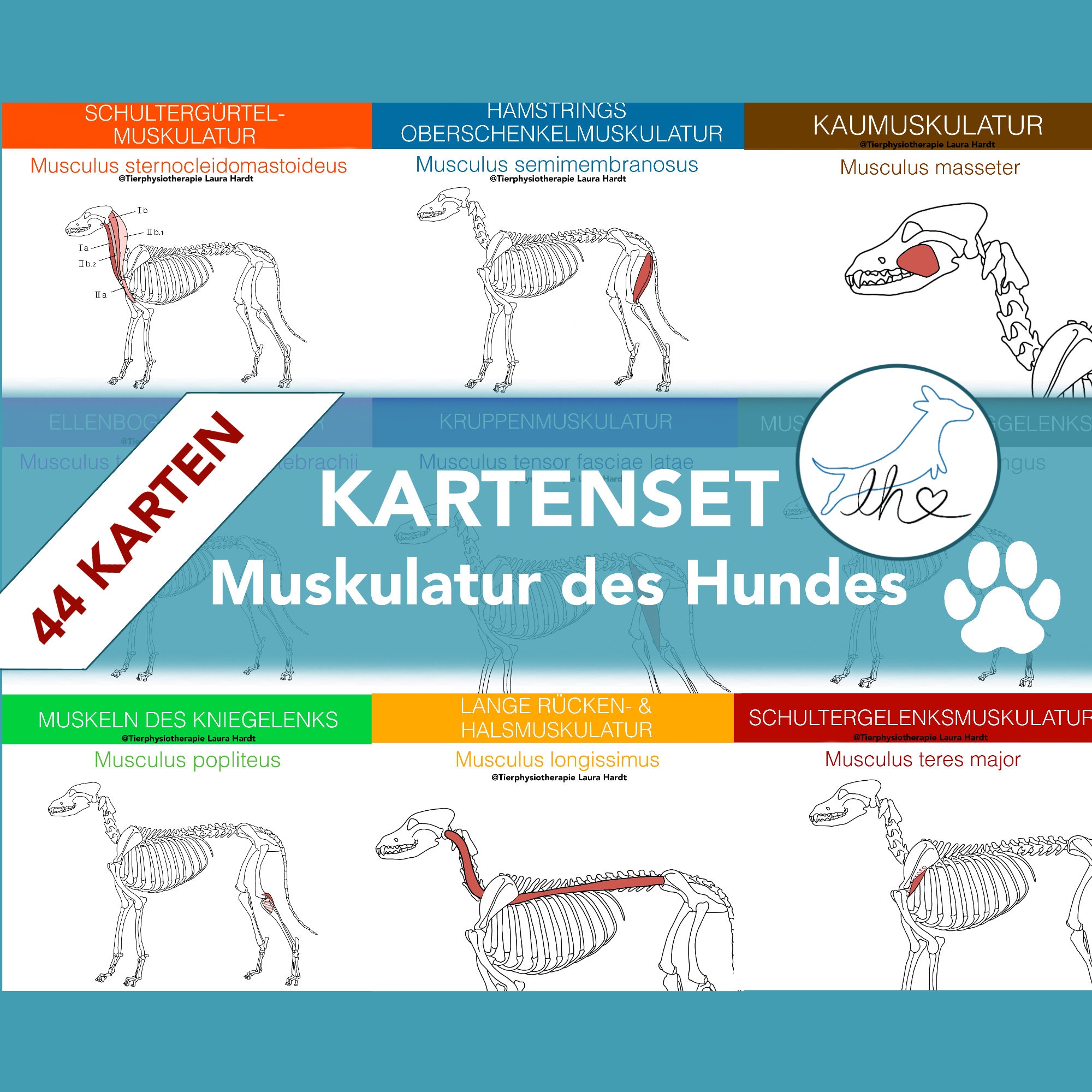 Pectineus Muscle Dog