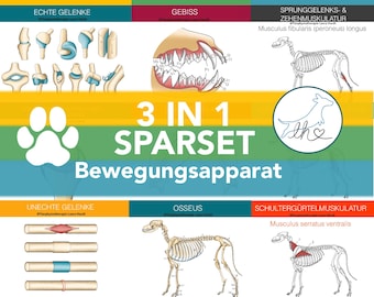Lernset Muskeln + Knochen + Gelenke, Muskelkarten Hunde, Konchenkarten Hunde, Gelenkkarten Hunde, Sparset,