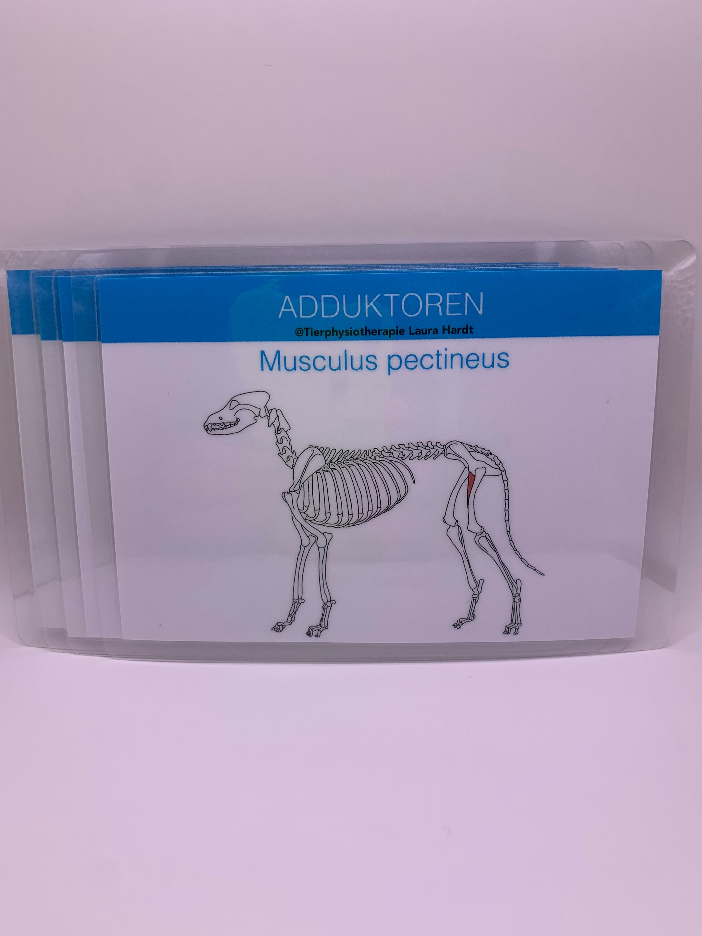 Pectineus Muscle Dog