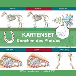 Cartões de osso de cavalo, cartões de aprendizagem de esqueleto de cavalo, cartões de esqueleto de cavalo, conjunto de cartões de osso, cartões de fisioterapia animal