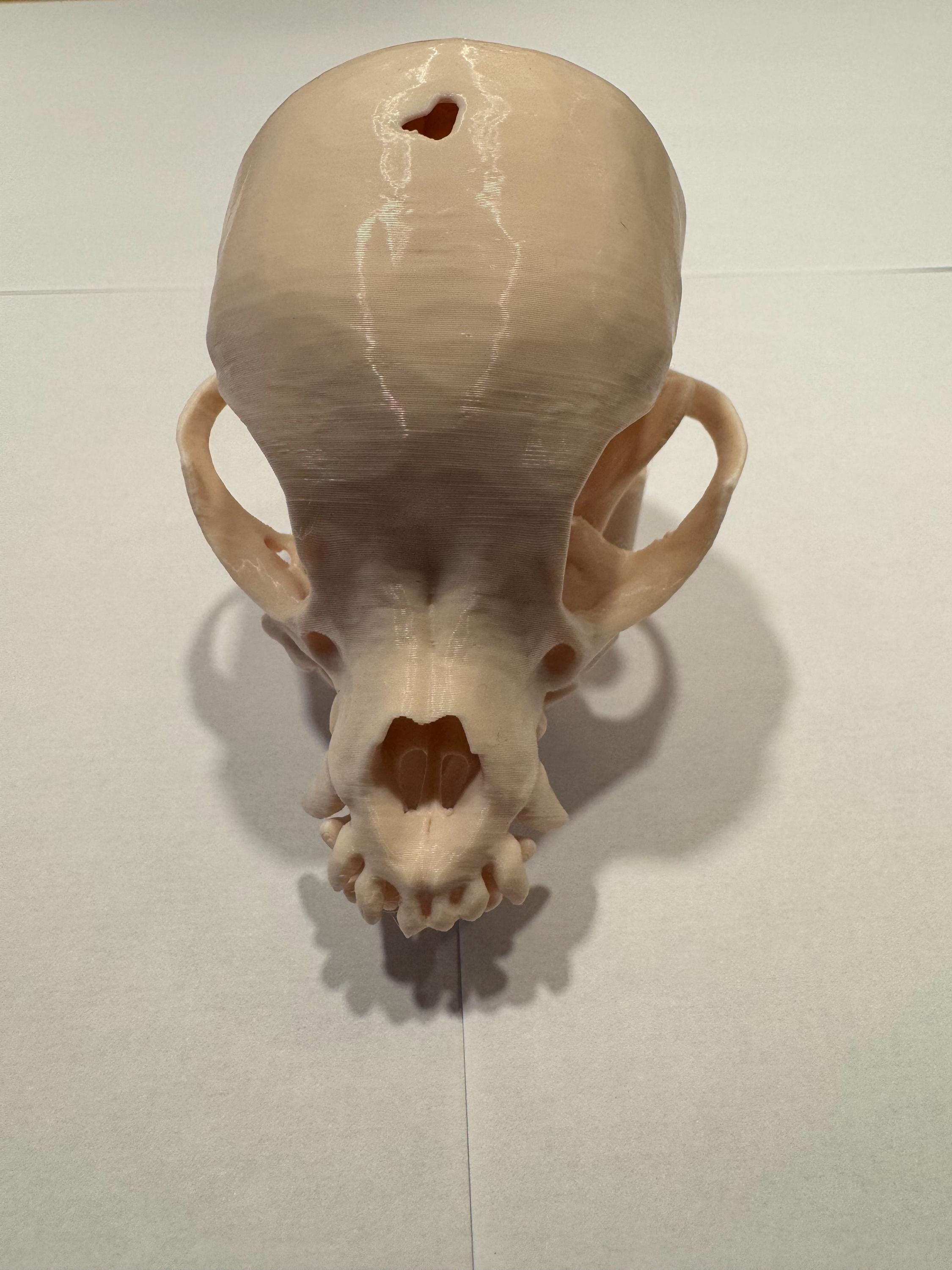 3Dプリントされたチワワの頭蓋骨（マウント付き）、解剖モデル、装飾用