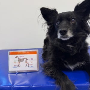 May include: A black and white dog lies on a blue mat, looking up at a white card with the text "Passiv Bewegen" and a diagram of a dog skeleton with labeled bones.