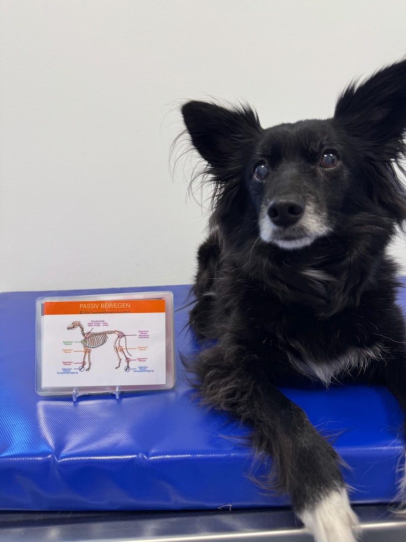 May include: A black and white dog lies on a blue mat, looking up at a white card with the text "Passiv Bewegen" and a diagram of a dog skeleton with labeled bones.