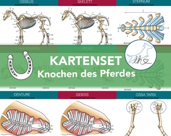 Knochenkarten Pferde, Lernkarten Pferdeskelett, Skelettkarten des Pferdes, Knochenkartenset, Tierphysiokarten