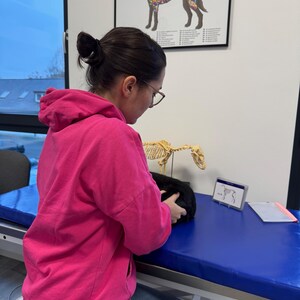 May include: A person wearing a pink hoodie and jeans is sitting at a table with a blue surface. They are holding a black stuffed animal. A dog skeleton model is on the table. A poster on the wall shows a diagram of a dog's musculature labeled "Muskulatur des Hundes".