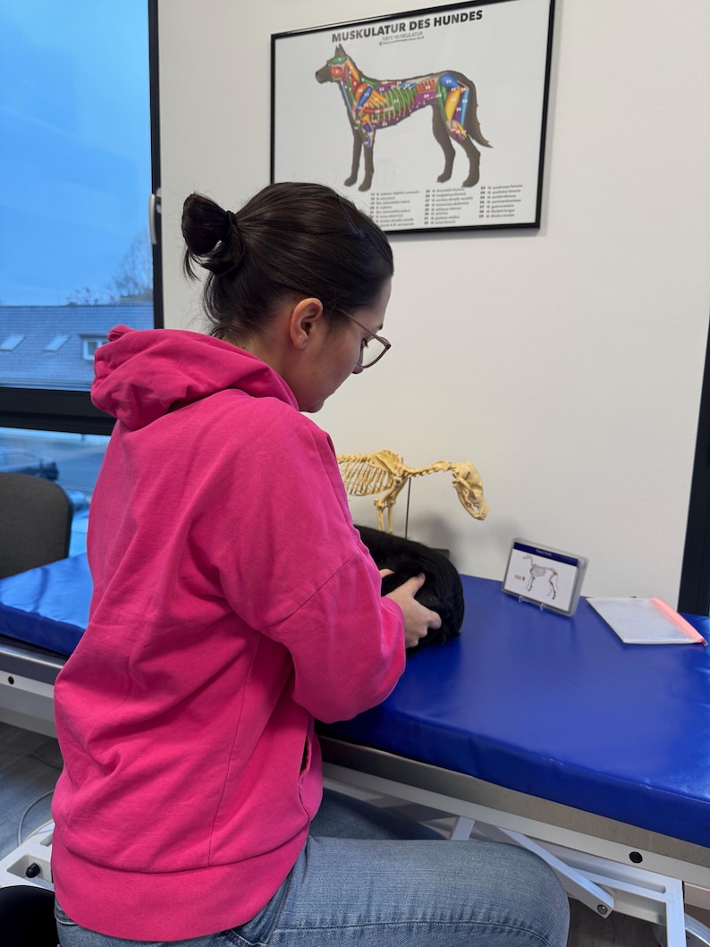 May include: A person wearing a pink hoodie and jeans is sitting at a table with a blue surface. They are holding a black stuffed animal. A dog skeleton model is on the table. A poster on the wall shows a diagram of a dog's musculature labeled "Muskulatur des Hundes".