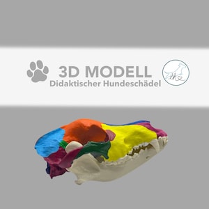 Puede incluir: Un modelo 3D colorido de un cráneo de perro, con secciones pintadas en azul, naranja, amarillo y morado. El texto "3D MODELL Didaktischer Hundeschädel" está encima del cráneo. El fondo es gris.