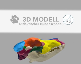 3D printed didactic dog skull, anatomical model, decorative skull, hand-painted sculpture, 3D skull dog