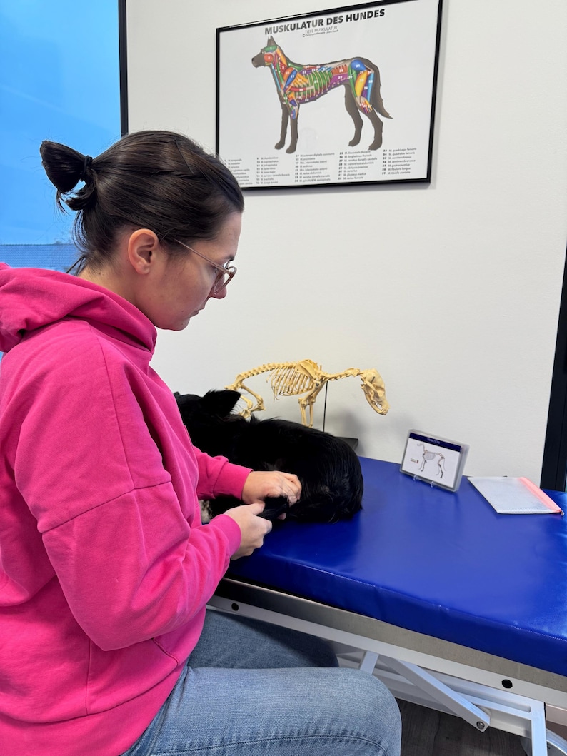 May include: A person in a pink sweatshirt and blue jeans is examining a black and white dog lying on a blue examination table. A dog skeleton and a poster labeled "Muskulatur des Hundes" are visible in the background.