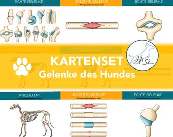 Joint cards for dogs, learning cards for dog joints, joint cards of dogs, joint card set, animal physiotherapy cards