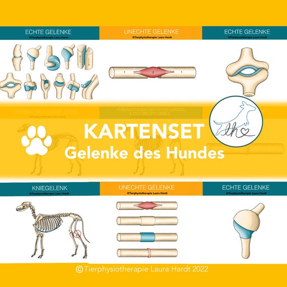Gelenkkarten Hunde, Lernkarten Hundegelenke, Gelenkkarten des Hundes, Gelenkkartenset, Tierphysiokarten