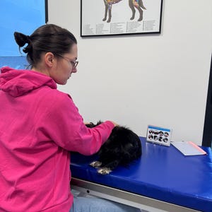 May include: A woman in a pink hoodie and blue jeans is examining a black dog lying on a blue padded table. A chart labeled "Muskulatur des Hundes" is hanging on the wall behind her.