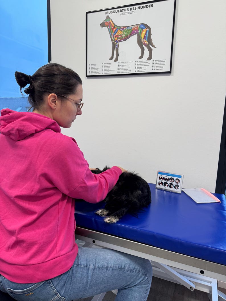 May include: A woman in a pink hoodie and blue jeans is examining a black dog lying on a blue padded table. A chart labeled "Muskulatur des Hundes" is hanging on the wall behind her.