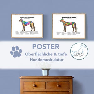 Cartel de músculos de perro, cartel de anatomía, cartel de perro, músculos de perro de colores, músculos superficiales y profundos de perro, fisio animal