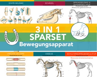 Lernset Muskeln + Knochen + Gelenke, Muskelkarten Pferde, Konchenkarten Pferde, Gelenkkarten Pferde, Sparset