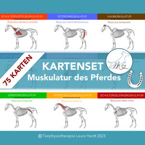 75 mapas de músculos de caballos para aprender para aspirantes a fisioterapeutas de caballos, asistentes veterinarios y estudiantes de veterinaria.