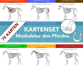75 horse muscle cards for learning for prospective horse physiotherapists, veterinary assistants and veterinary students.