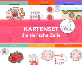 The animal cell, flashcards, physiology cards, animal physiology cards
