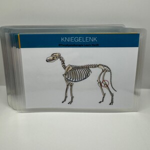 May include: A skeletal diagram of a dog with the knee joint highlighted in red. The text "KNIEGELENK" and "@Tierphysiotherapie Laura Hardt" are visible at the top of the image.