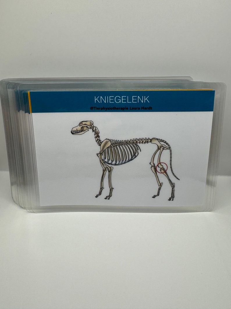 May include: A skeletal diagram of a dog with the knee joint highlighted in red. The text "KNIEGELENK" and "@Tierphysiotherapie Laura Hardt" are visible at the top of the image.
