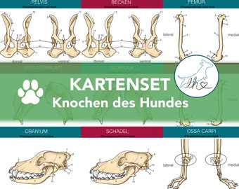 Knochenkarten Hunde, Lernkarten Hundeskelett, Skelettkarten des Hund, Knochenkartenset, Tierphysiokarten