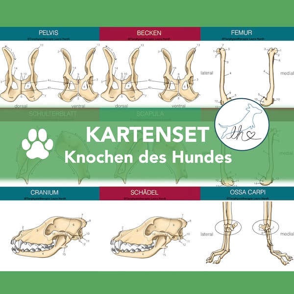 Knochenkarten Hunde, Lernkarten Hundeskelett, Skelettkarten des Hund, Knochenkartenset, Tierphysiokarten