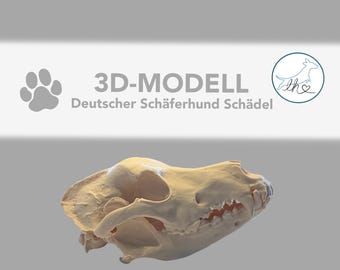 3D printed German Shepherd skull, anatomical model, decorative skull, handmade sculpture, 3D skull dog