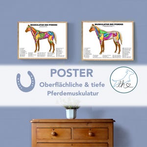 Pferdemuskulatur Poster, Anatomie Poster, Pferdeposter, bunte Pferdemuskulatur, oberflächliche und tiefe Pferde Muskulatur, Tierphysio