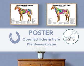 Horse musculature poster, anatomy poster, horse poster, colorful horse musculature, superficial and deep horse musculature, animal physio