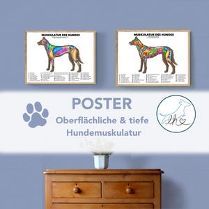 Hundemuskulatur Poster, Anatomie Poster, Hundeposter, bunte Hundemuskulatur, oberflächliche und tiefe Hunde Muskulatur, Tierphysio